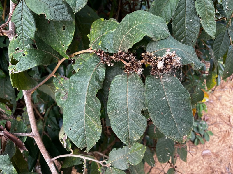 Piptocarpha robusta