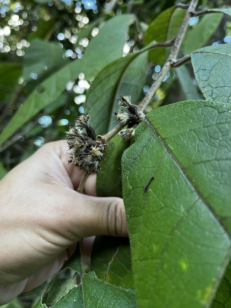 Piptocarpha robusta photo 3