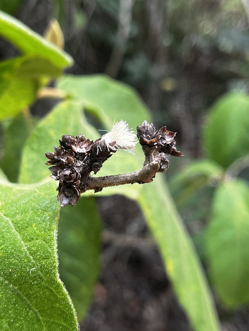 Piptocarpha robusta photo 4