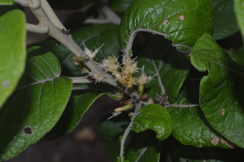 Piptocarpha rotundifolia