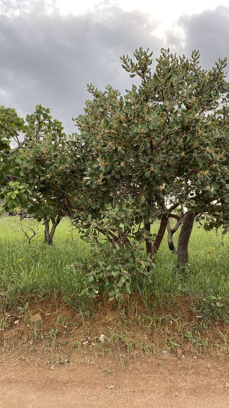 Piptocarpha rotundifolia photo 2