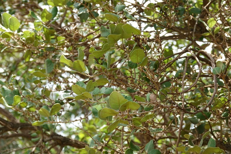 Piptocarpha rotundifolia photo 3