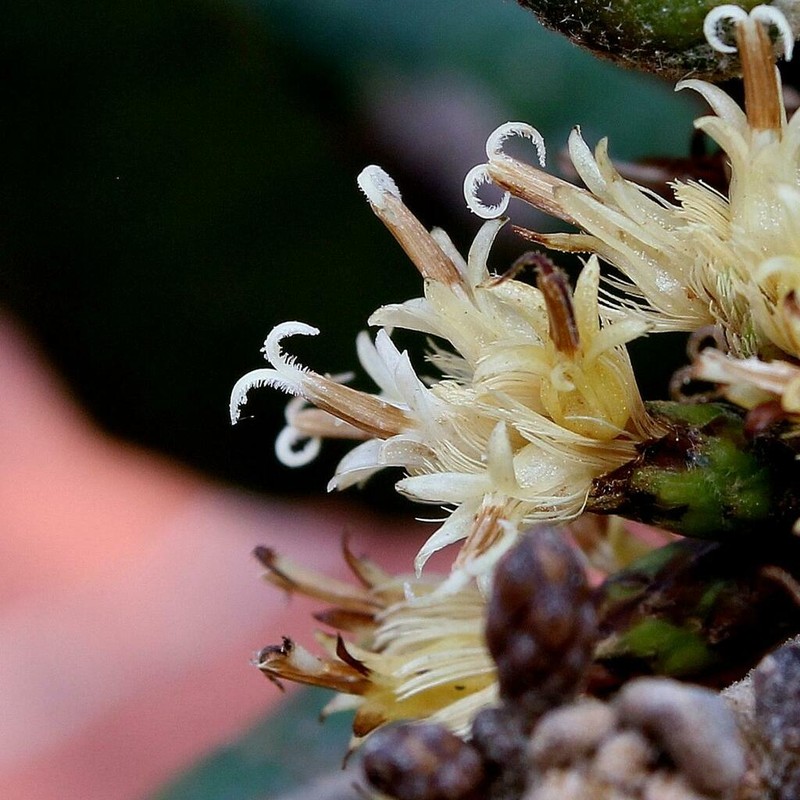 Piptocarpha rotundifolia photo 4