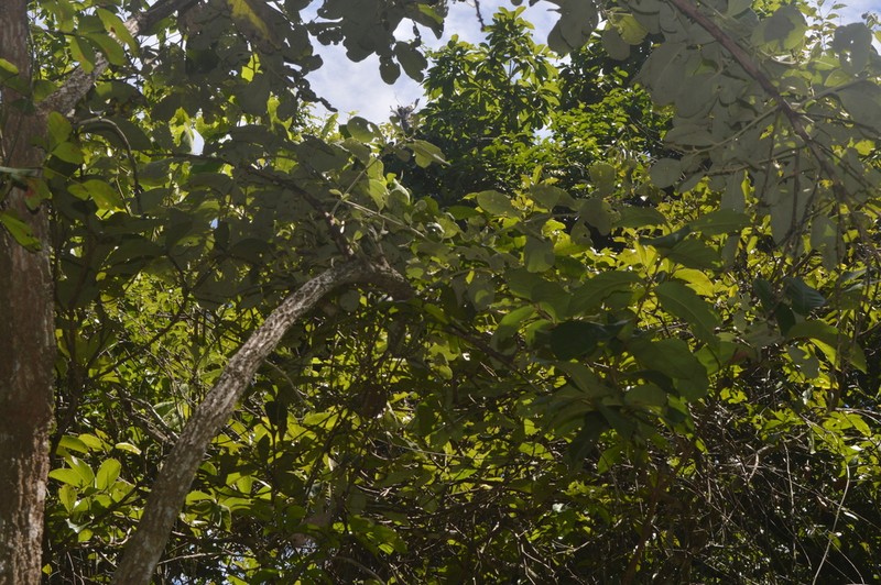 Piptocarpha rotundifolia photo 5