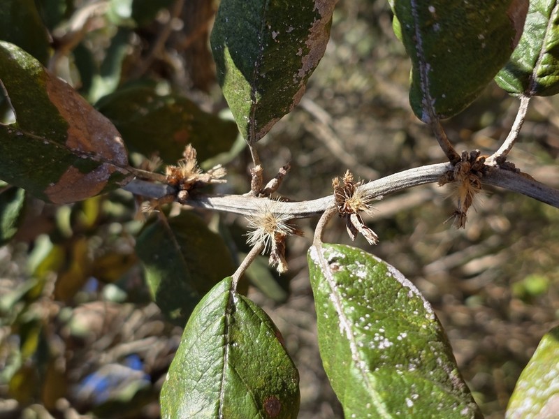 Piptocarpha rotundifolia photo 6