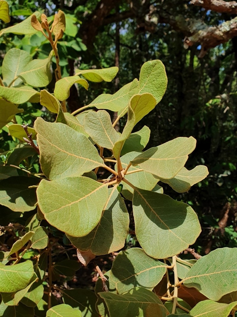 Piptocarpha rotundifolia photo 7
