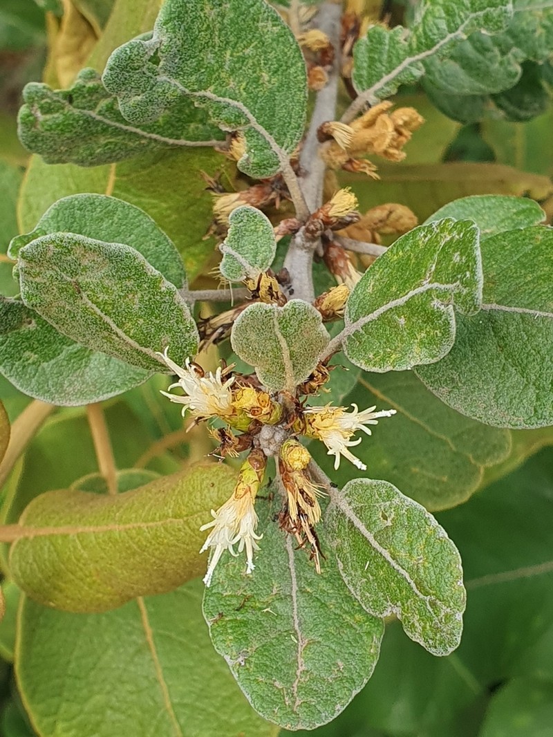 Piptocarpha rotundifolia photo 8
