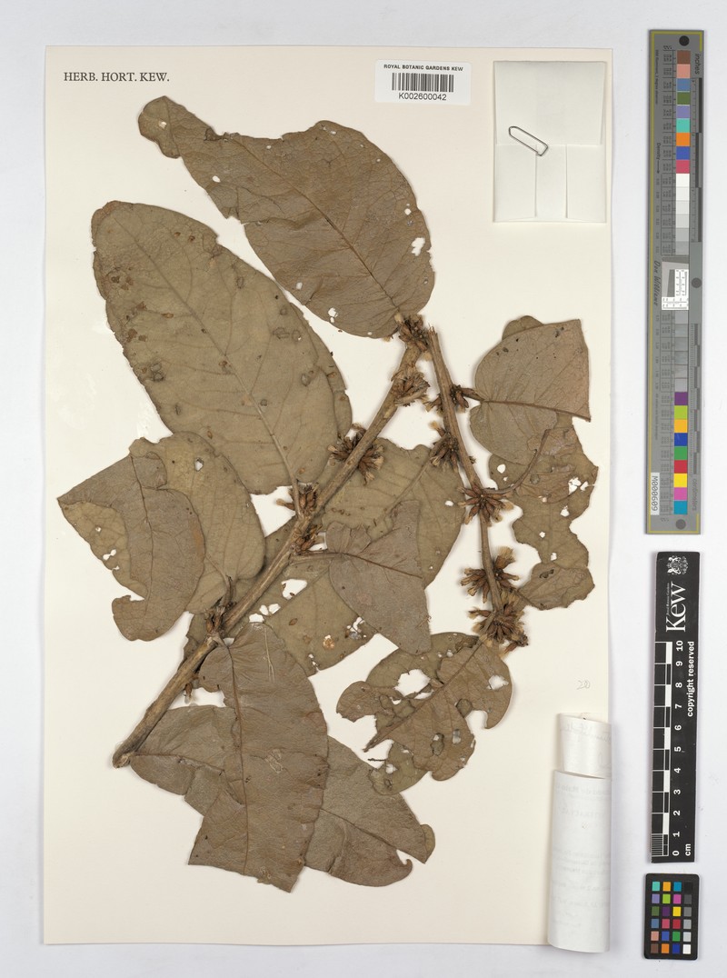 Piptocarpha rotundifolia subsp. hatschbachii