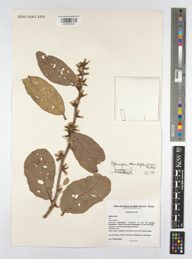 Piptocarpha rotundifolia subsp. hatschbachii photo 2