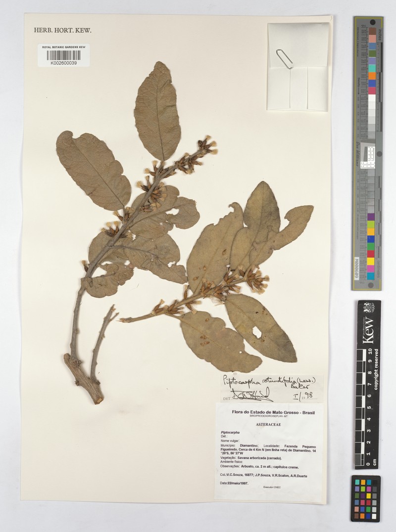 Piptocarpha rotundifolia subsp. hatschbachii photo 3
