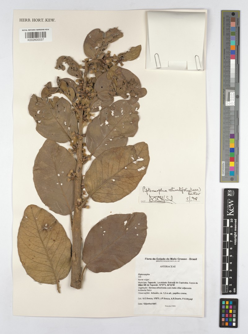 Piptocarpha rotundifolia subsp. hatschbachii photo 4