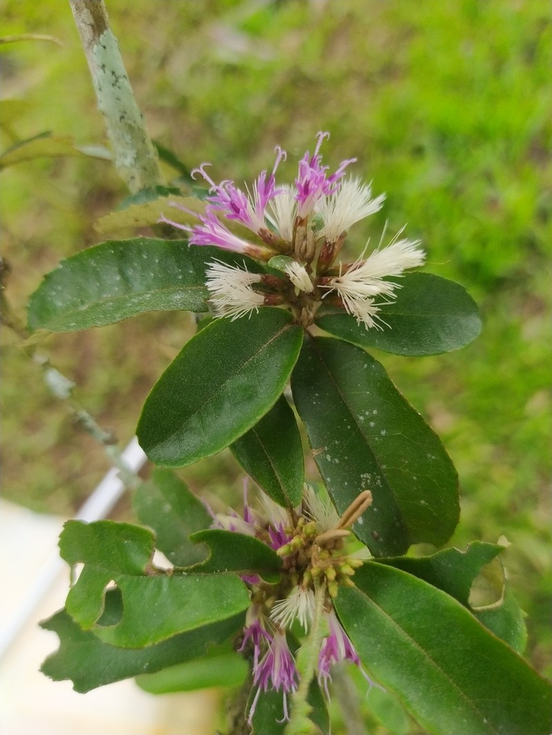 Piptocarpha sellovii photo 2