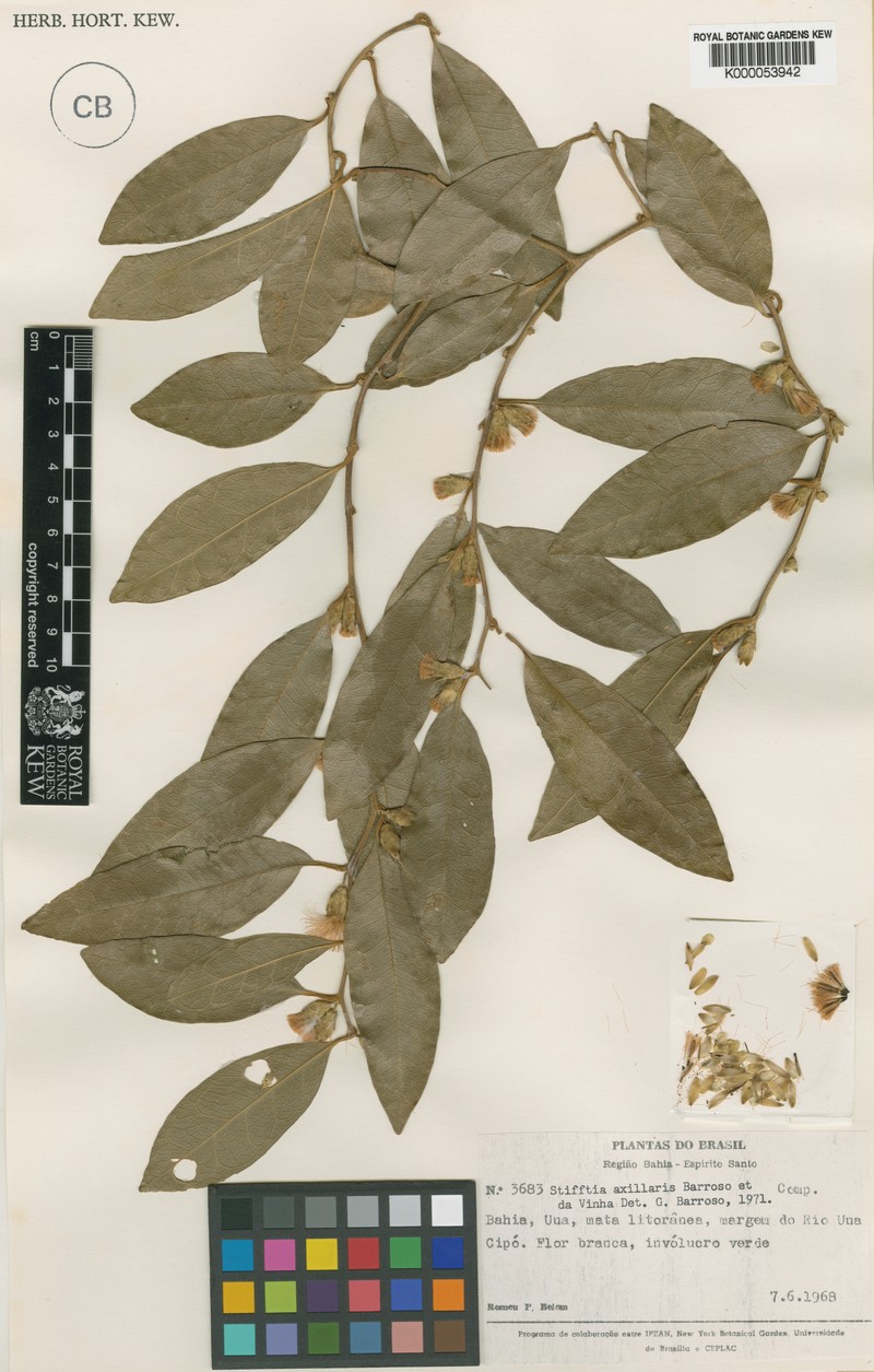 Piptocarpha stifftioides