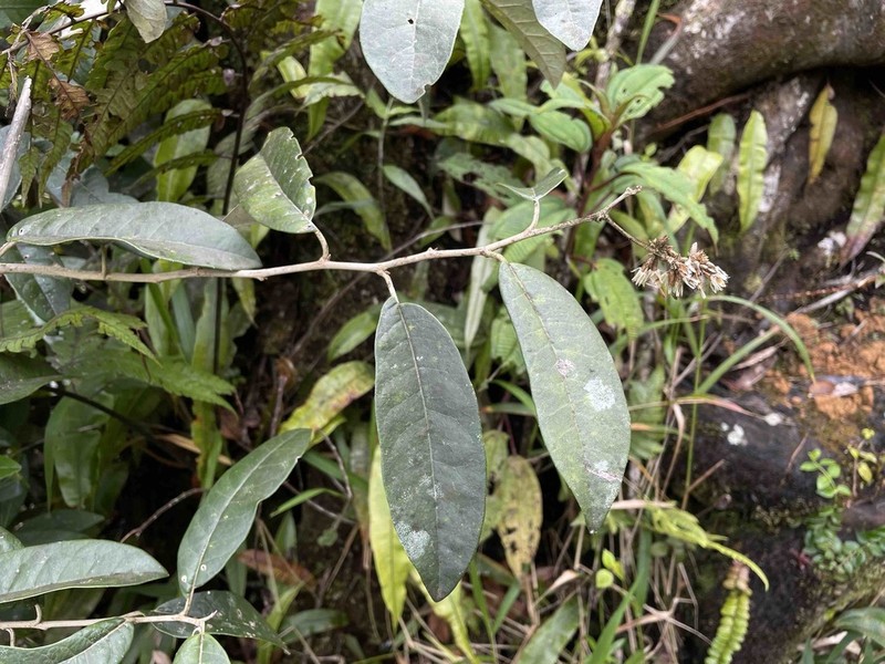 Mountain Ashdaisy