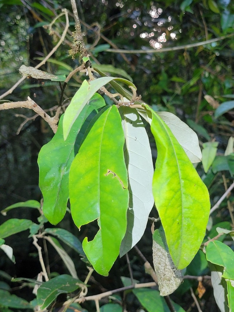 Piptocarpha triflora