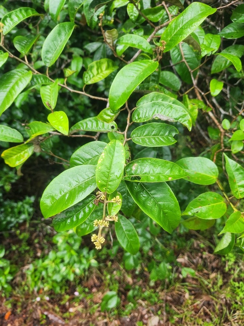 Piptocarpha triflora photo 2