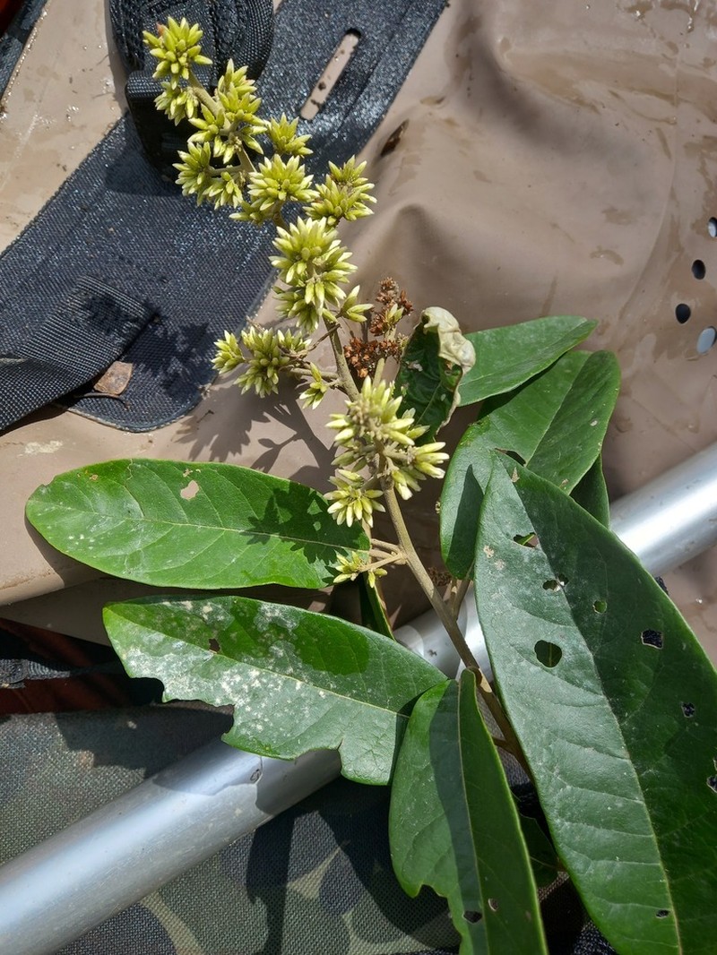 Piptocarpha triflora photo 3