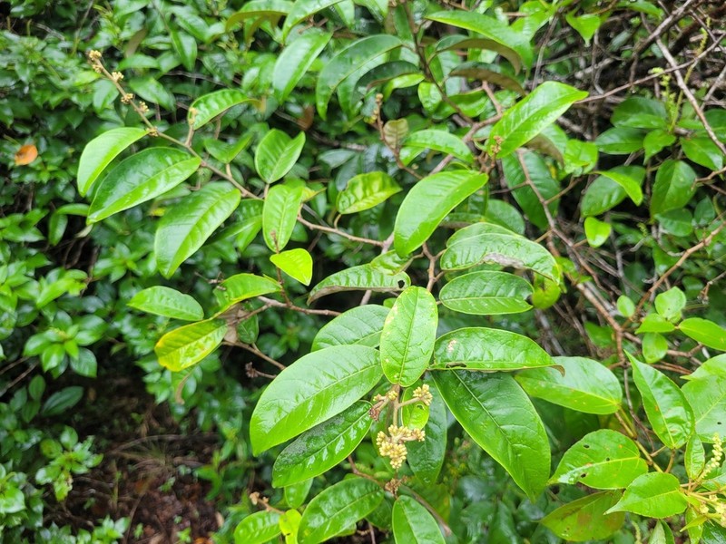 Piptocarpha triflora photo 4