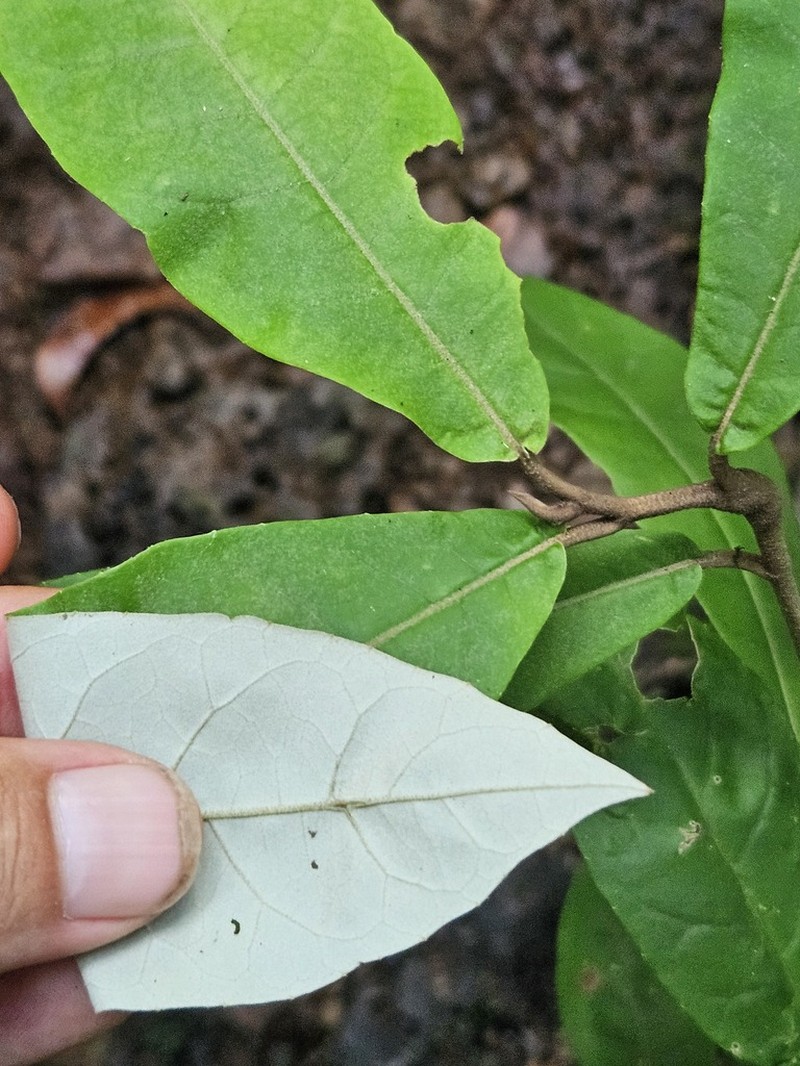 Piptocarpha triflora photo 5