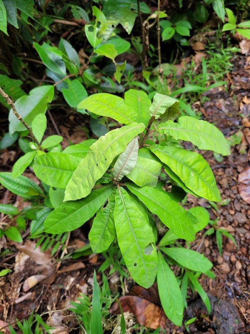 Piptocarpha triflora photo 6