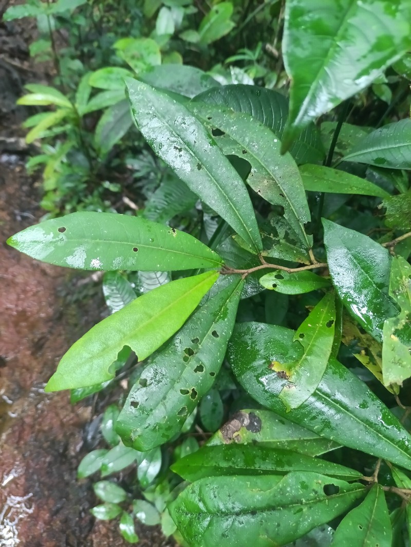 Piptocarpha triflora photo 8