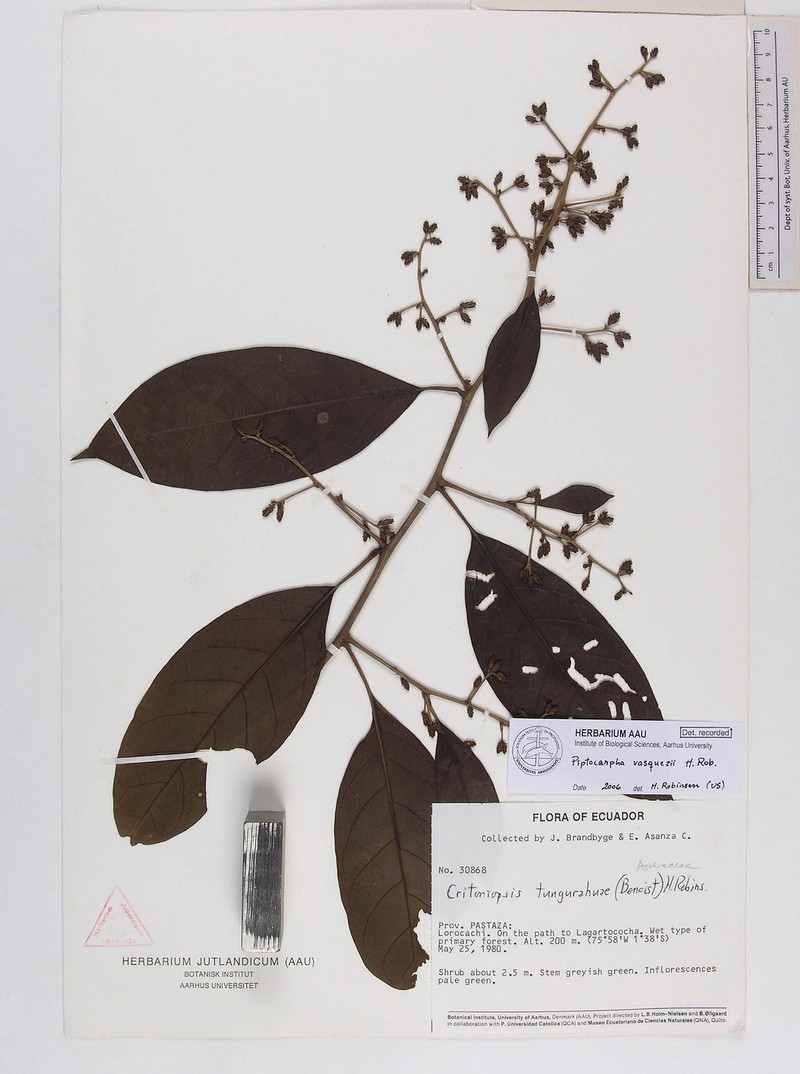 Piptocarpha vasquezii