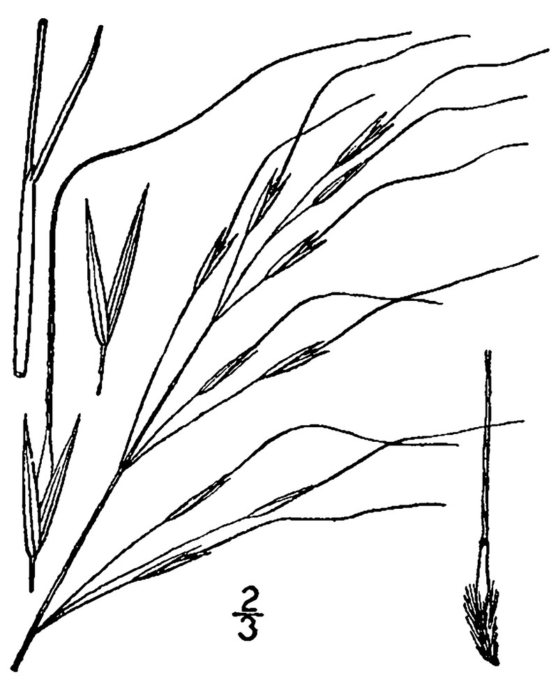 Blackseed Speargrass photo 4