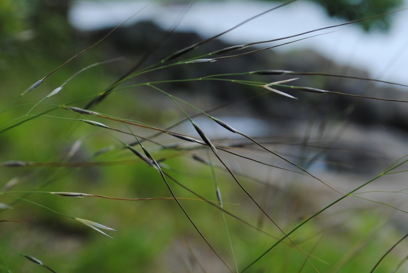 Blackseed Speargrass