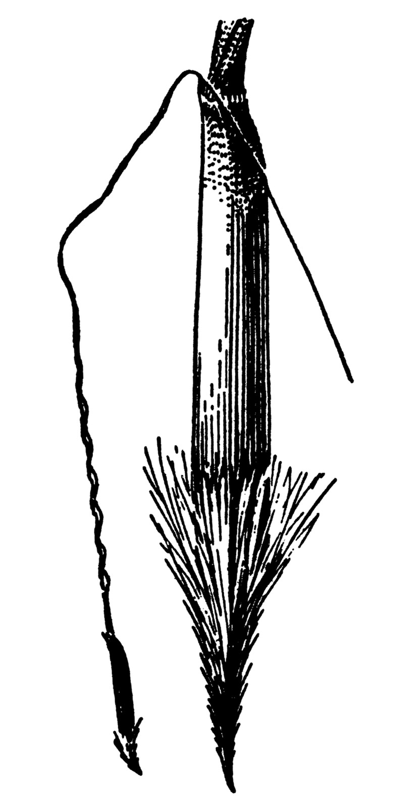 Blackseed Speargrass photo 2