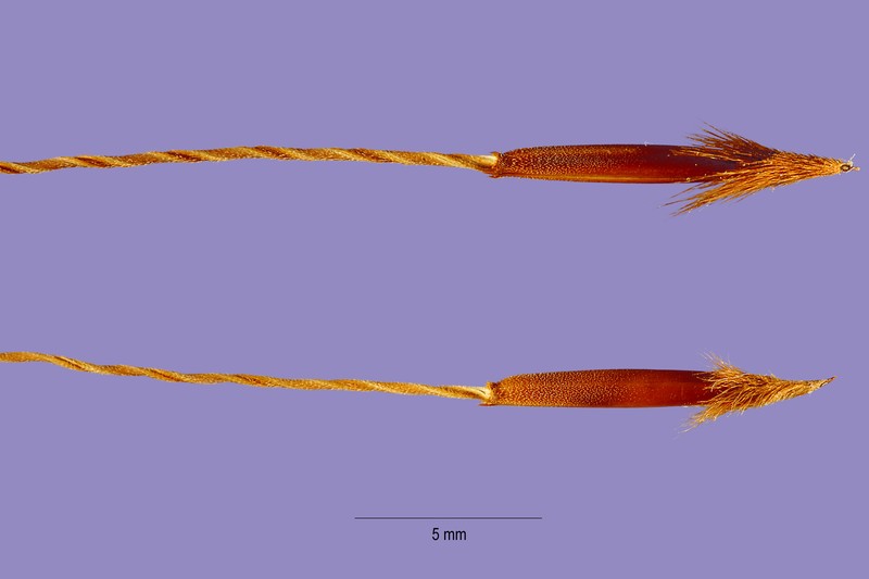 Blackseed Speargrass photo 3