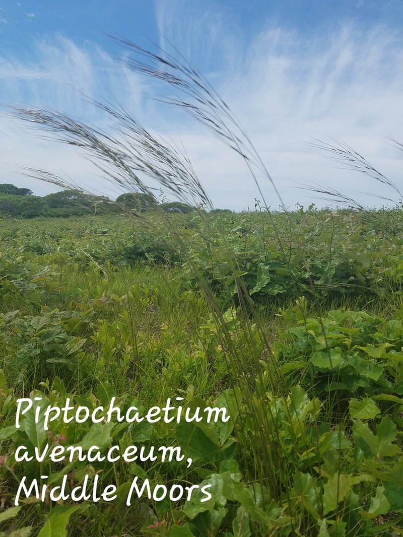 Blackseed Speargrass photo 3