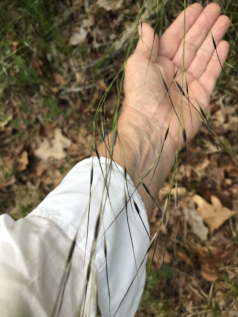 Blackseed Speargrass photo 4