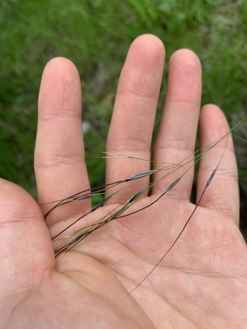 Blackseed Speargrass photo 5