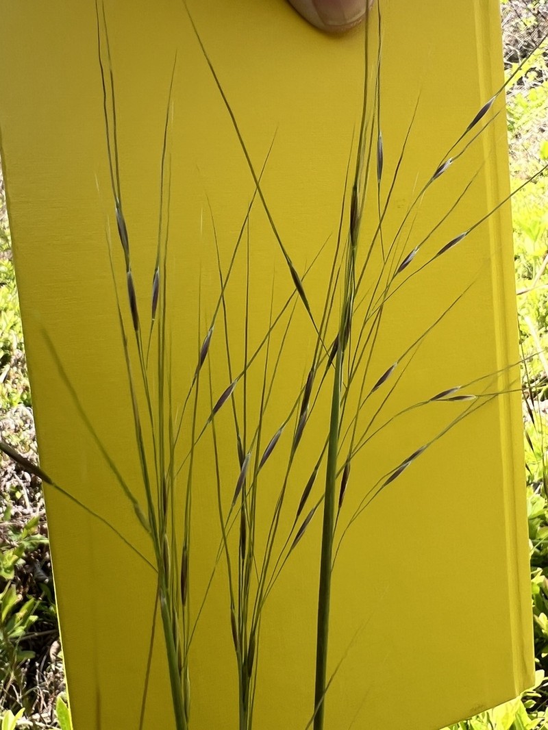 Blackseed Speargrass photo 6