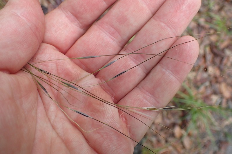 Blackseed Speargrass photo 8