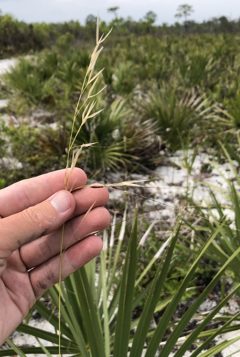 Florida Speargrass