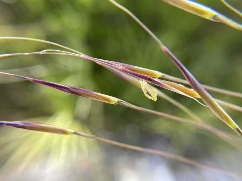 Florida Speargrass photo 2