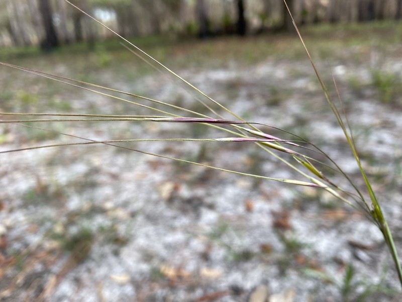 Florida Speargrass photo 3