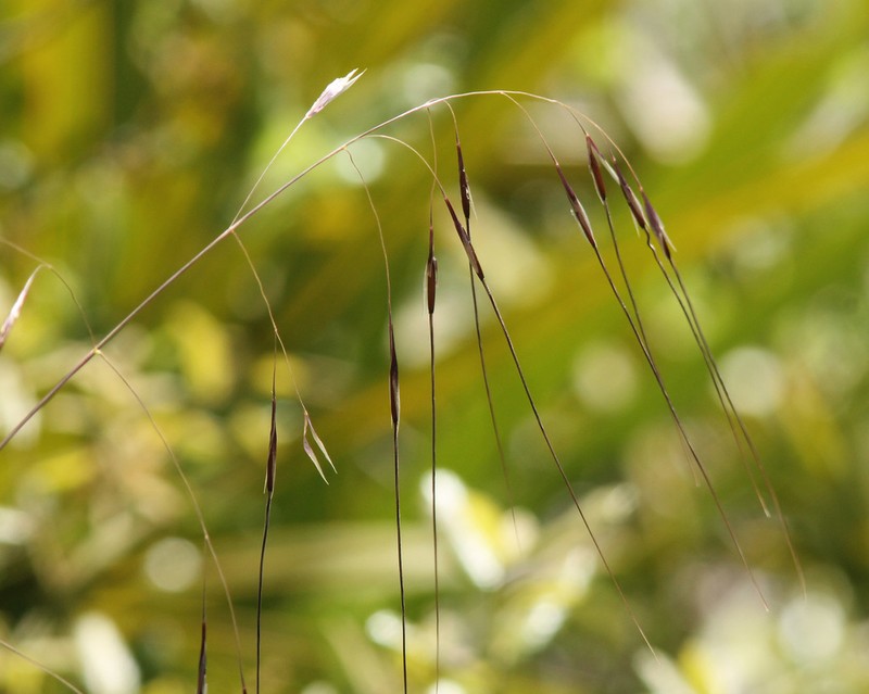 Florida Speargrass photo 4