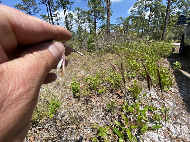 Florida Speargrass photo 5