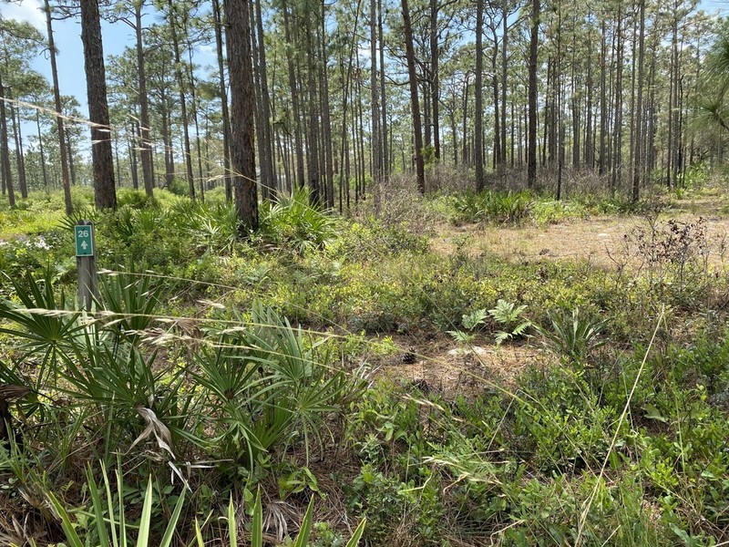 Florida Speargrass photo 6
