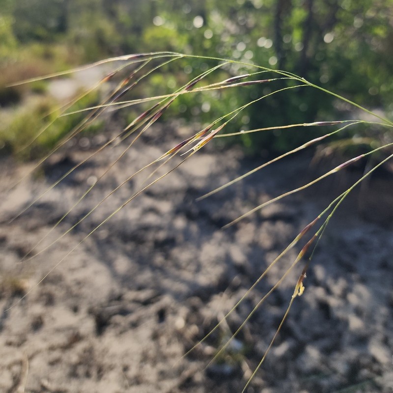 Florida Speargrass photo 7