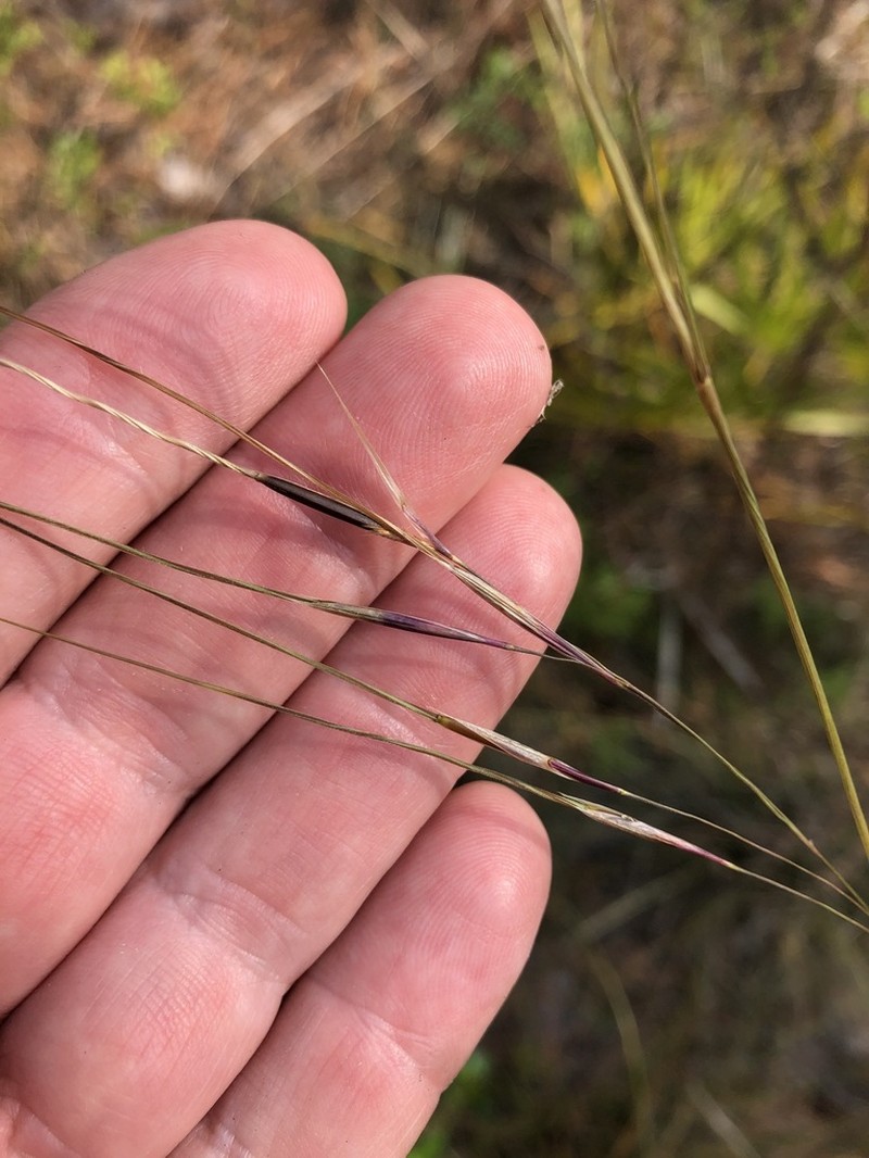 Florida Speargrass photo 8