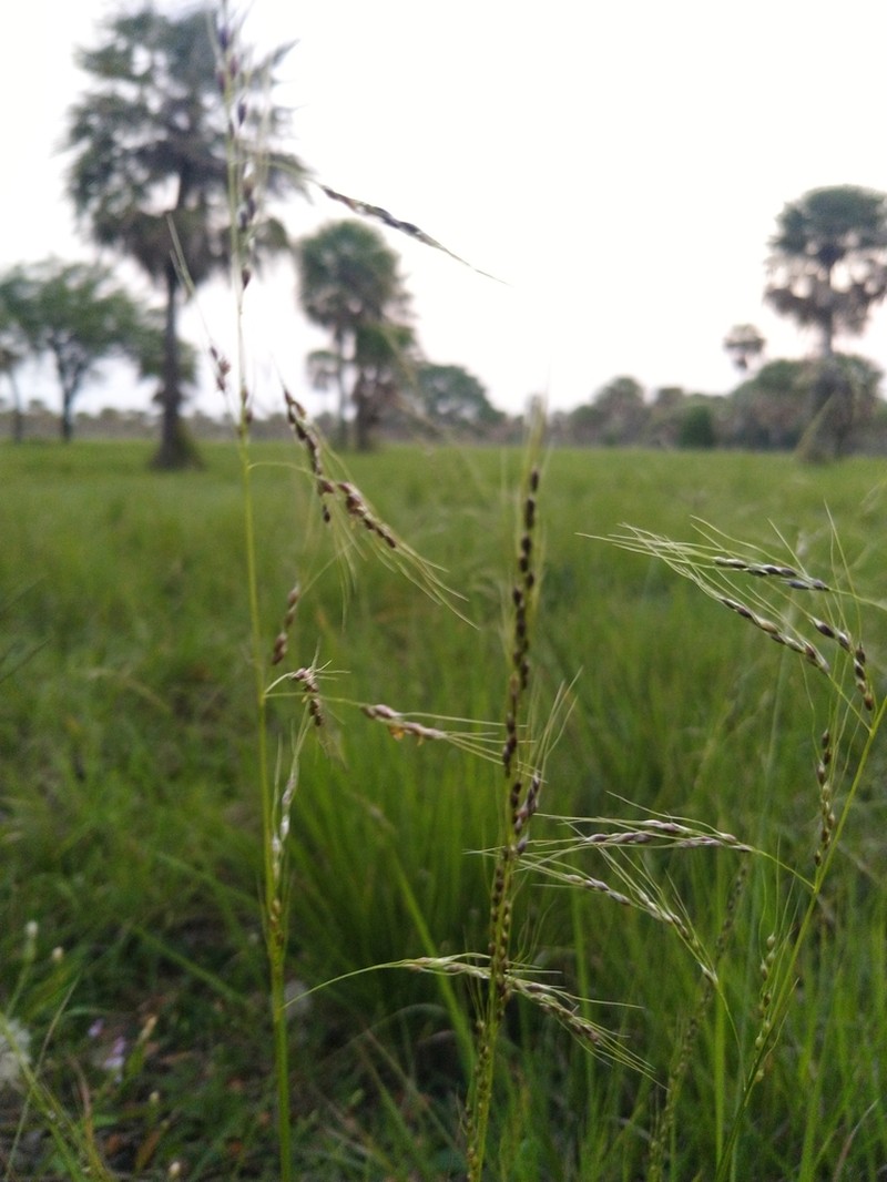 Pinyon Ricegrass