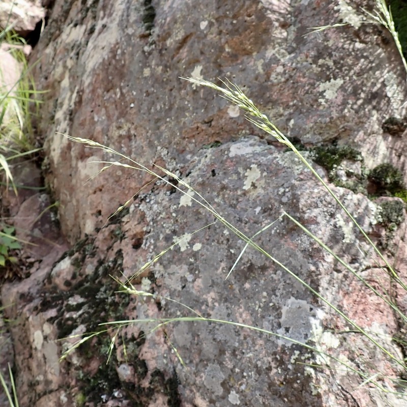 Pinyon Ricegrass photo 3