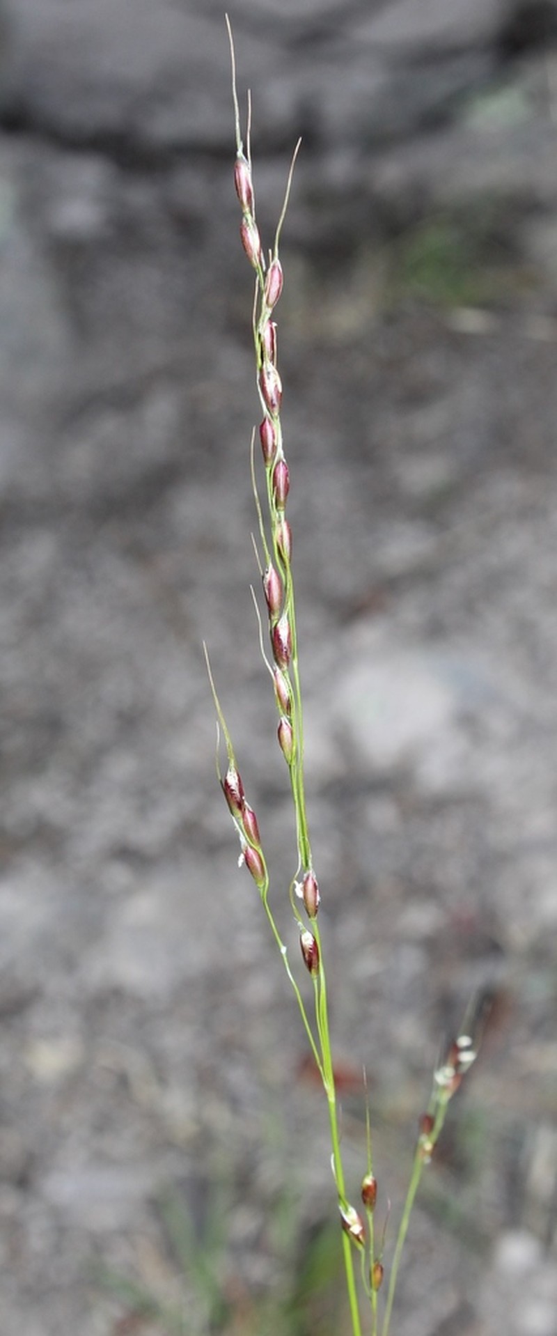 Pinyon Ricegrass photo 4