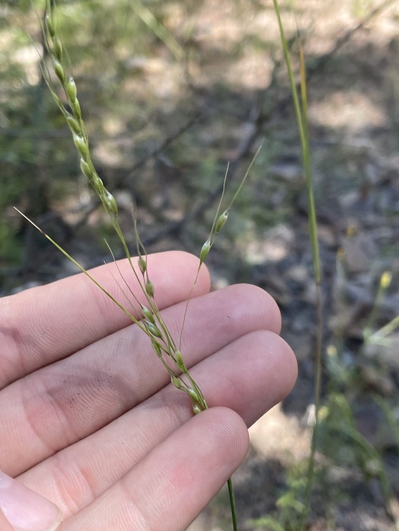 Pinyon Ricegrass photo 5
