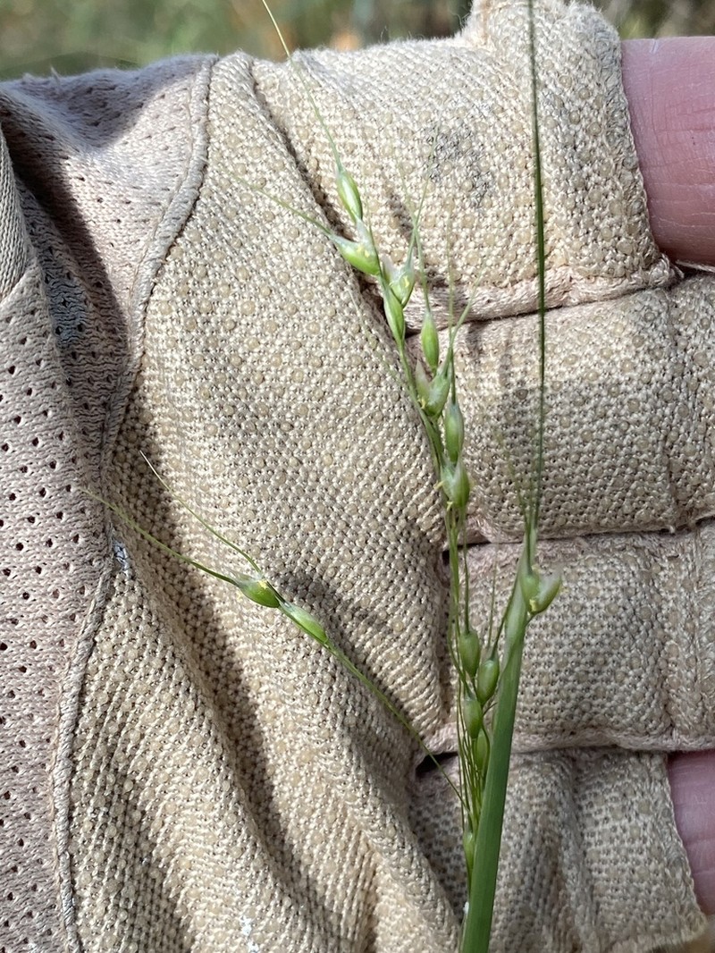 Pinyon Ricegrass photo 6