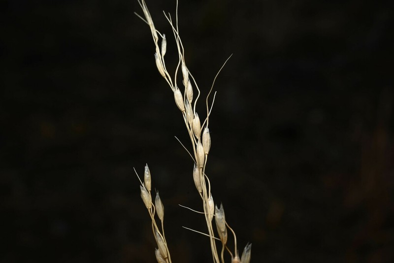 Pinyon Ricegrass photo 7