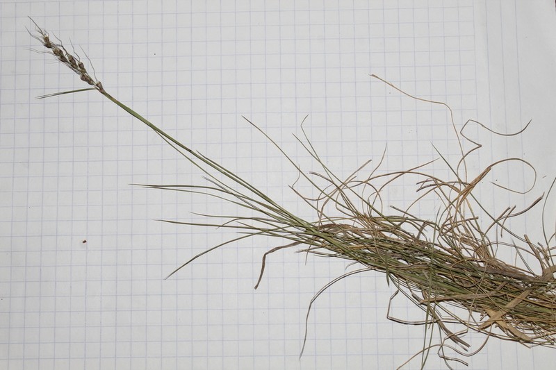 Pinyon Ricegrass photo 8